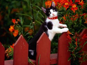 Preview wallpaper fence, kitten, climbing, spotted