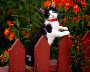 Preview wallpaper fence, kitten, climbing, spotted