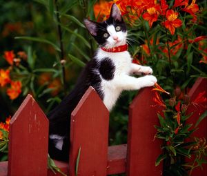 Preview wallpaper fence, kitten, climbing, spotted