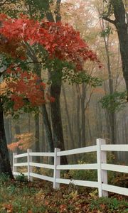 Preview wallpaper fence, leaves, autumn, trees