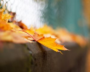 Preview wallpaper fence, macro, leaves, bokeh, mesh, fall