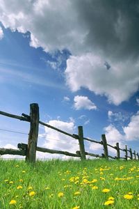 Preview wallpaper fence, meadow, sky, clouds, flowers, dandelions