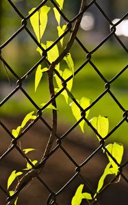 Preview wallpaper fence, mesh, ivy, leaves, macro, green