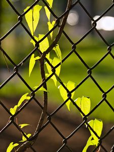 Preview wallpaper fence, mesh, ivy, leaves, macro, green
