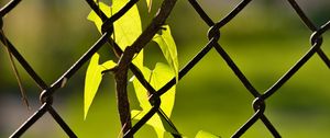 Preview wallpaper fence, mesh, ivy, leaves, macro, green