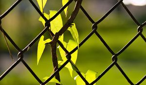 Preview wallpaper fence, mesh, ivy, leaves, macro, green