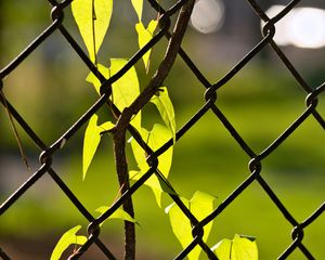 Preview wallpaper fence, mesh, ivy, leaves, macro, green