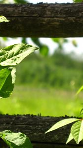 Preview wallpaper fence, plant, greens