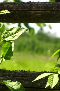 Preview wallpaper fence, plant, greens