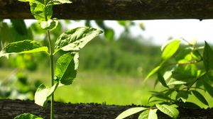 Preview wallpaper fence, plant, greens