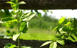 Preview wallpaper fence, plant, greens