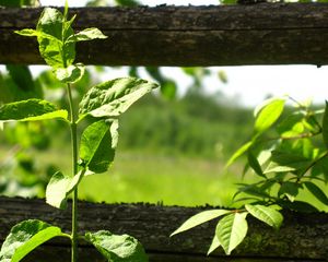 Preview wallpaper fence, plant, greens