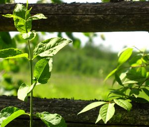 Preview wallpaper fence, plant, greens