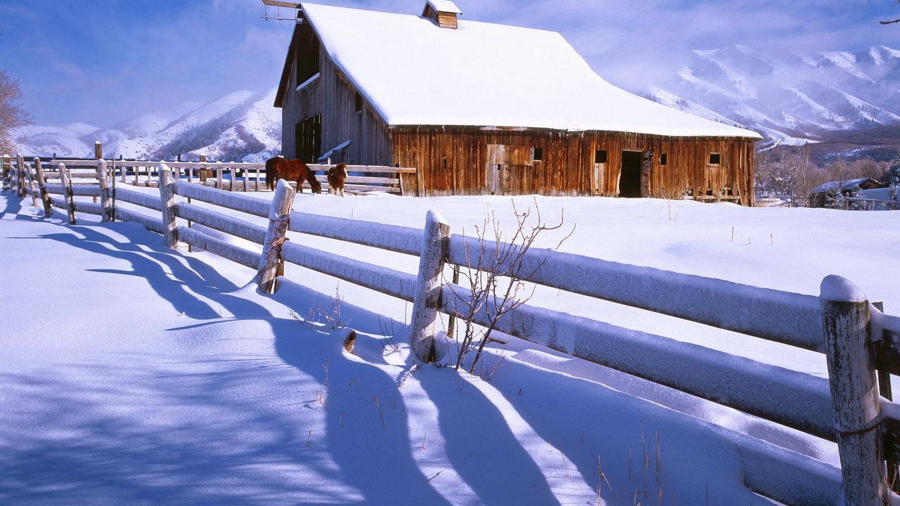 Wallpaper fence, snow, horses, farm