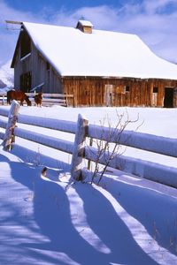 Preview wallpaper fence, snow, horses, farm