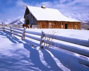 Preview wallpaper fence, snow, horses, farm