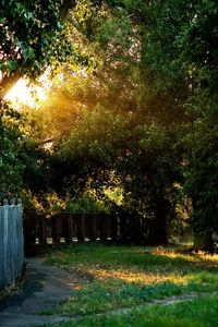 Preview wallpaper fence, track, trees, wire, yard, protection, light