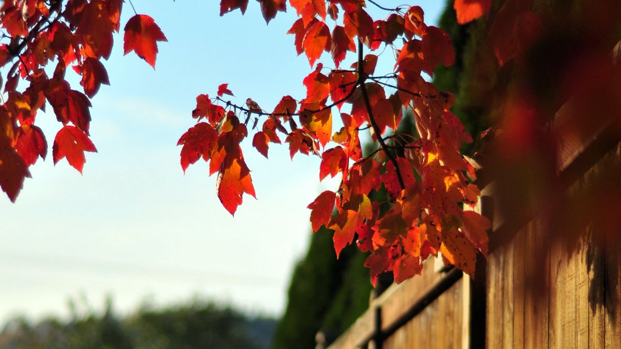 Wallpaper fence, tree, leaves, autumn