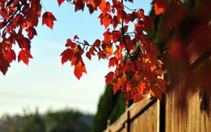 Preview wallpaper fence, tree, leaves, autumn