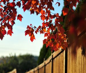 Preview wallpaper fence, tree, leaves, autumn