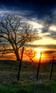 Preview wallpaper fence, trees, branches, wire, decline, sun