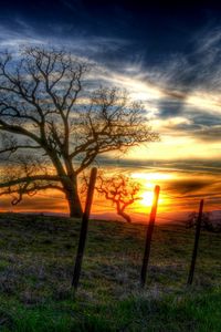 Preview wallpaper fence, trees, branches, wire, decline, sun