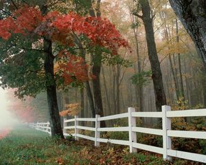 Preview wallpaper fence, trees, fog, autumn, leaves
