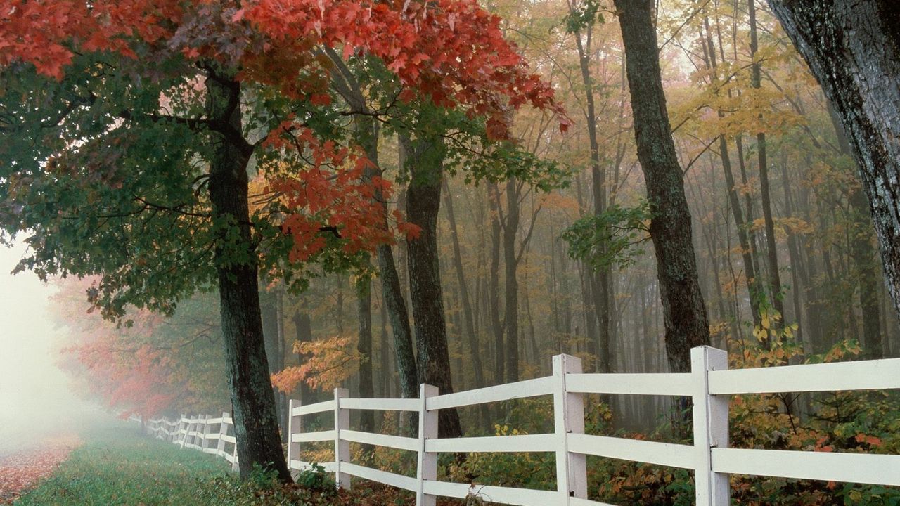 Wallpaper fence, trees, fog, autumn, leaves hd, picture, image