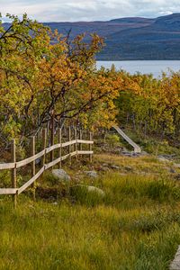 Preview wallpaper fence, trees, path, mountains, lake, landscape