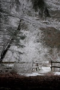 Preview wallpaper fence, wood, winter, snow, evening, hoarfrost, leaves