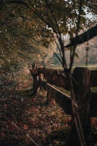 Preview wallpaper fence, wooden, trees, bushes, nature