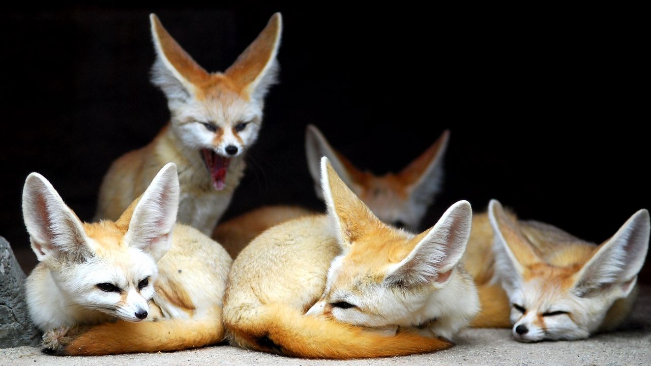 Wallpaper fenech, animals, fox, yawn, family, eared