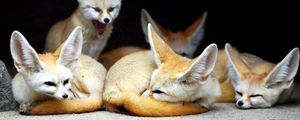 Preview wallpaper fenech, animals, fox, yawn, family, eared