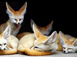 Preview wallpaper fenech, animals, fox, yawn, family, eared