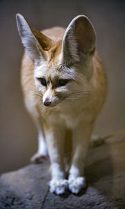 Preview wallpaper fenech fox, fox, cute, animal