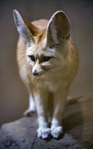 Preview wallpaper fenech fox, fox, cute, animal