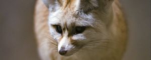 Preview wallpaper fenech fox, fox, cute, animal