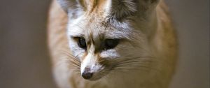 Preview wallpaper fenech fox, fox, cute, animal