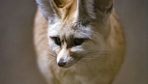 Preview wallpaper fenech fox, fox, cute, animal