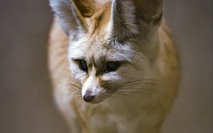 Preview wallpaper fenech fox, fox, cute, animal