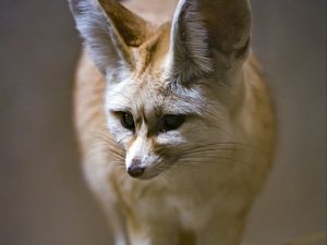 Preview wallpaper fenech fox, fox, cute, animal