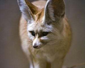 Preview wallpaper fenech fox, fox, cute, animal