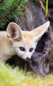 Preview wallpaper fennec fox, animal, tree, bark, wildlife