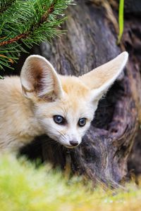 Preview wallpaper fennec fox, animal, tree, bark, wildlife