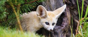 Preview wallpaper fennec fox, animal, tree, bark, wildlife