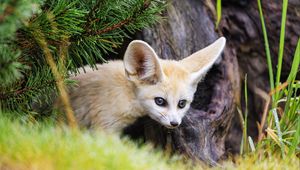 Preview wallpaper fennec fox, animal, tree, bark, wildlife