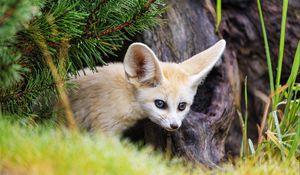 Preview wallpaper fennec fox, animal, tree, bark, wildlife