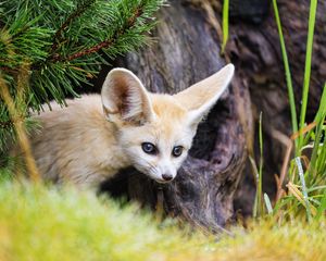 Preview wallpaper fennec fox, animal, tree, bark, wildlife