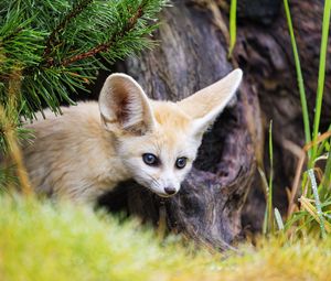 Preview wallpaper fennec fox, animal, tree, bark, wildlife