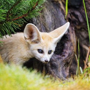 Preview wallpaper fennec fox, animal, tree, bark, wildlife